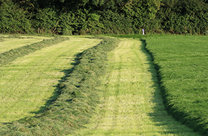 Cut and graze